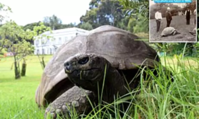 Jonathan the 193-Year-Old Tortoise Dies, Leaving Legacy of Resilience