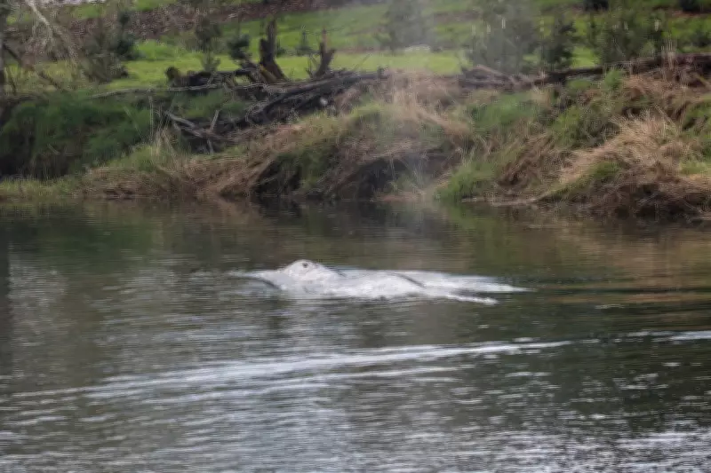 Juvenile Gray Whale Found Dead After Venturing 20 Miles Up Washington River