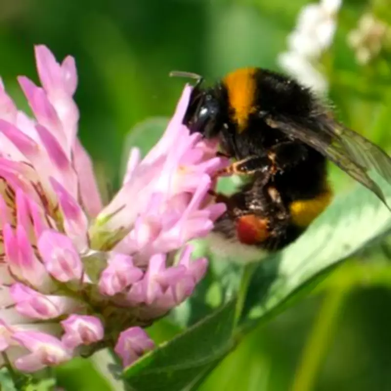 Keep Bees and Ants Away with 85p Cinnamon Hack
