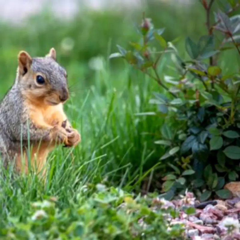Keep Squirrels Out of Your Garden with Coffee Grounds They Hate