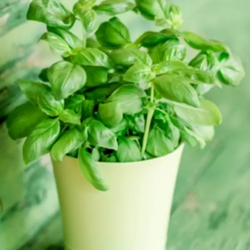 Keep Supermarket Basil Alive with One Simple Tip for Bountiful Harvest