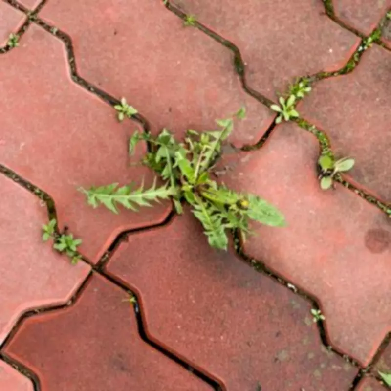 Kill Weeds in Minutes with White Vinegar: Natural Garden Hack
