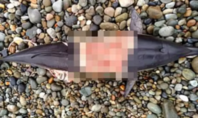 Killer Seals Attack Dolphins in UK Waters, Raising Fears for Swimmers