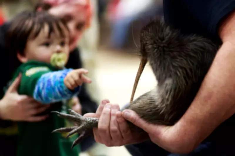 Kiwi Enter New Zealand Parliament for First Time in History