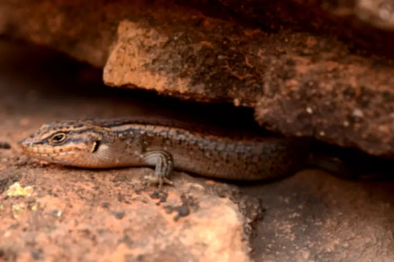 Kungaka Lizard: Newly Discovered Species Faces Immediate Extinction Threat