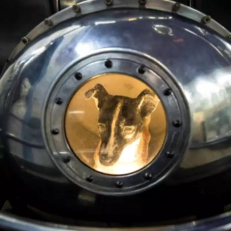 Laika's Tragic Space Journey: The Soviet Stray Dog Who Never Returned