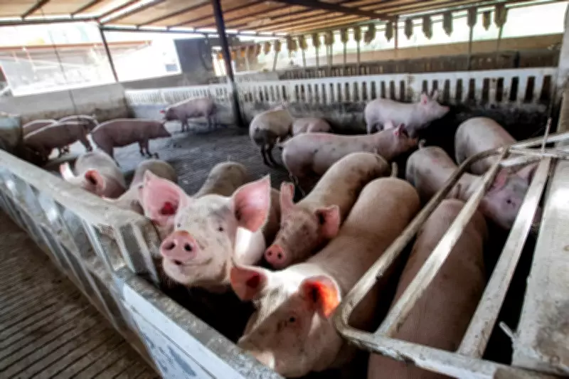 Las Vegas Buffet Closures Hit Pigs That Ate Food Waste