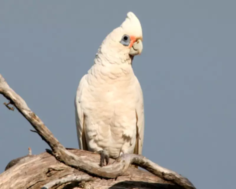 Little Corellas Terrorise Kangaroo Island: Culls Fail to Stop Invasive Bird Havoc