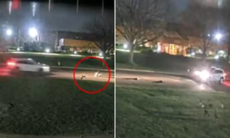 Long Island Driver Suspected of Intentional Goose Killings, $7,500 Reward Offered