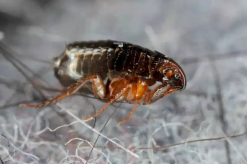 Los Angeles County Reports Record 220 Flea-Borne Typhus Cases in 2025