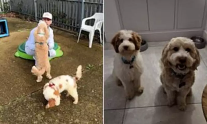 Love Island Star Adopts Rescue Dog from 250-Poodle Case, Healing Family Grief