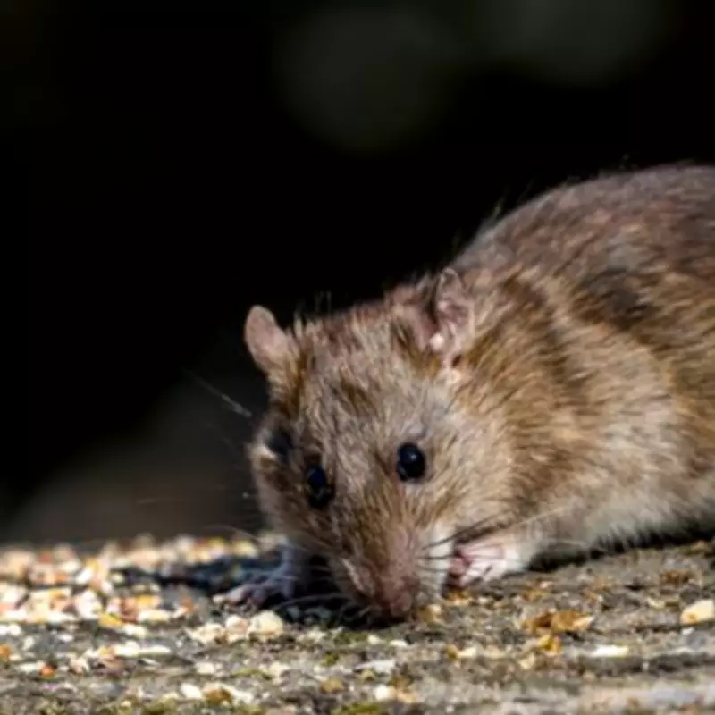 Major Food Recall: 25 Cakes and Biscuits Pulled Over Rodent Contamination Fears