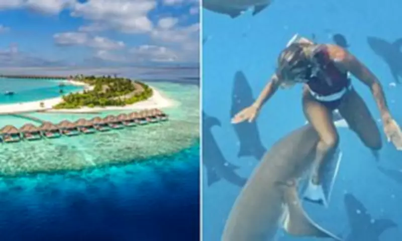 Maldives Shark Attacks Surge Linked to Social Media Influencer Behaviour