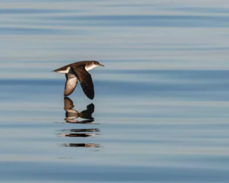 Manx Shearwaters Return to Isle of Man After Epic 10,000km Migration