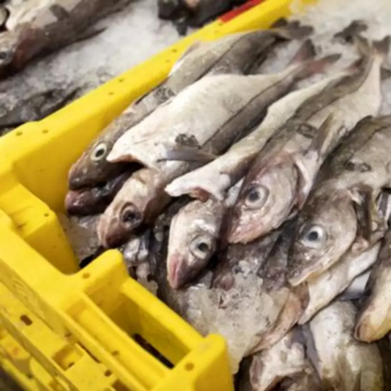 Marine Conservation Society Urges Brits to 'Completely Avoid' UK-Caught Cod