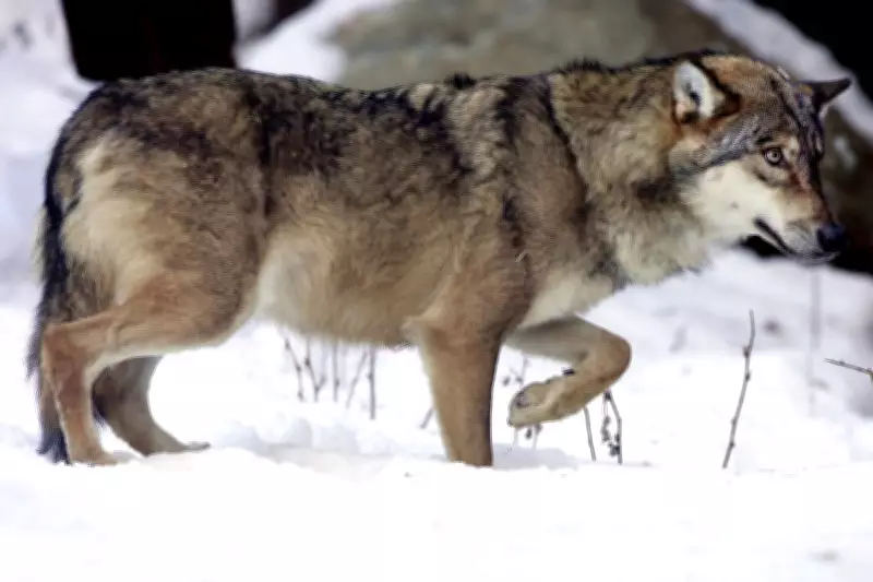 Mass Poisoning Suspected After 18 Wolves Found Dead in Italian National Park