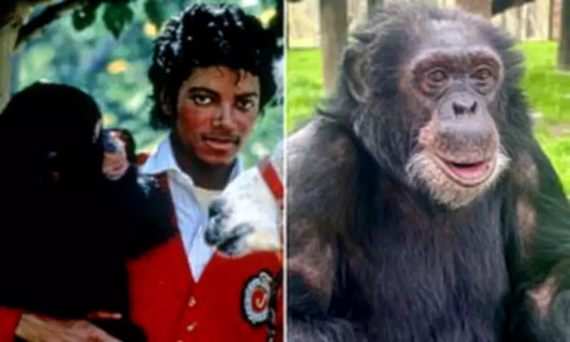 Michael Jackson's Chimp Bubbles Still Thriving at Sanctuary, AI Photo Debunked