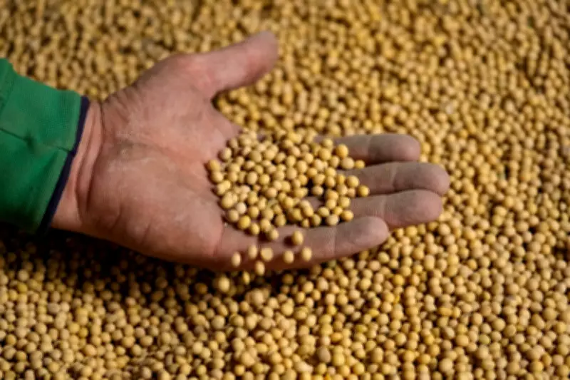 Midwest Soybean Farmers Grapple with Tariffs, Iran War Fallout