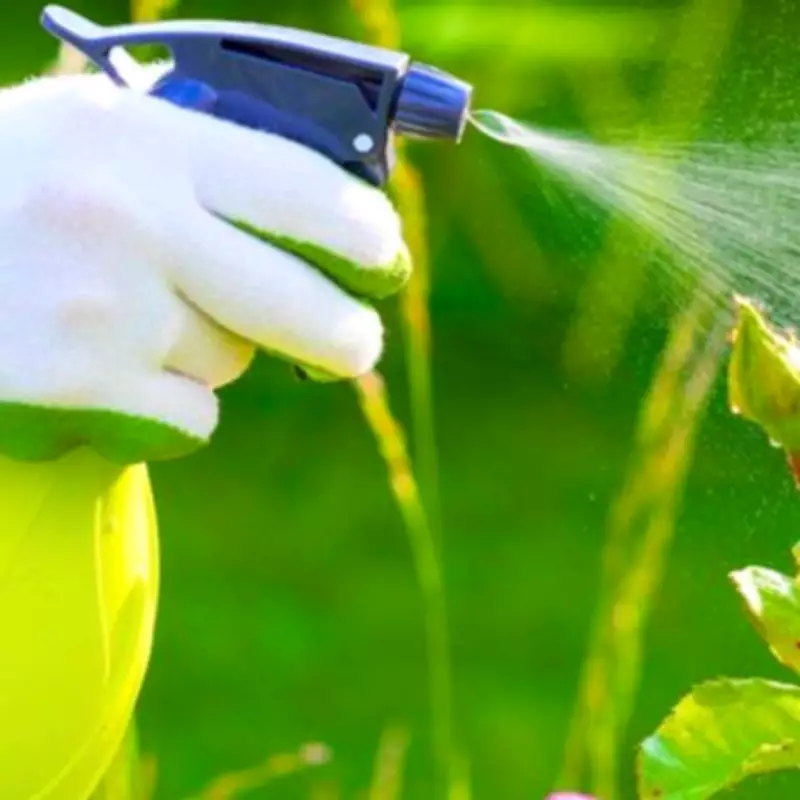 Milk Spray Prevents Black Spot on Roses in Spring Naturally