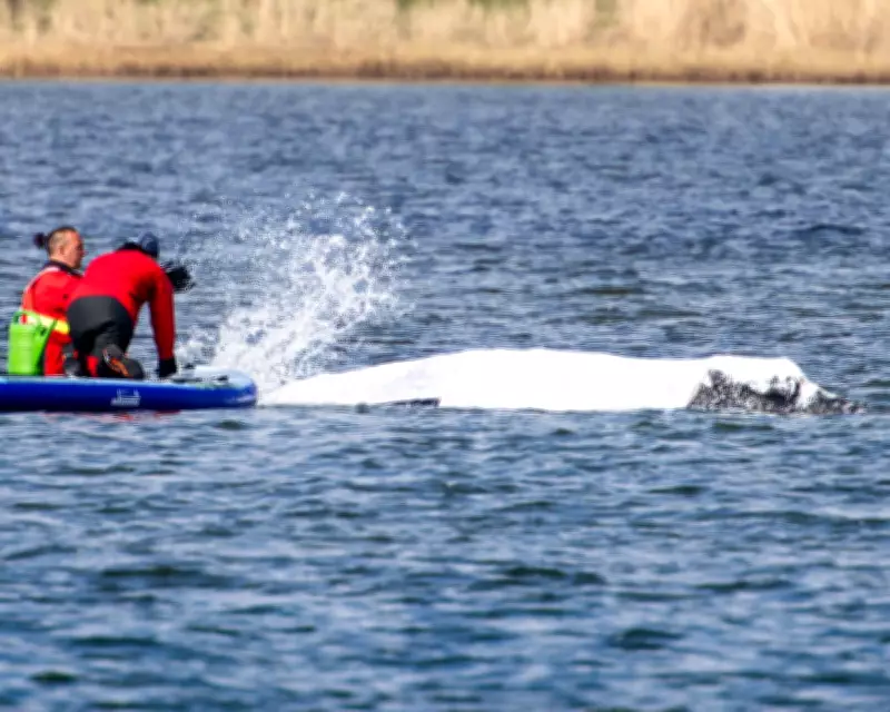 Millionaire-Funded Plan to Tow Stranded Whale Timmy to North Sea Faces Criticism