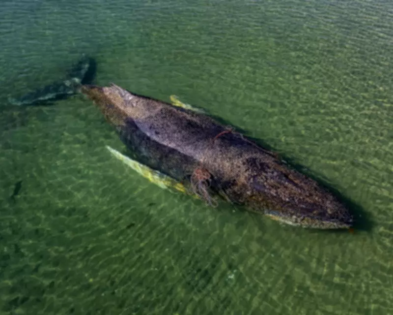 Millionaires Fund Final Rescue Attempt for Stranded Humpback Whale in Germany