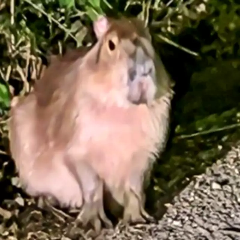 Missing capybara Samba still on run after 37 days as camera traps stolen