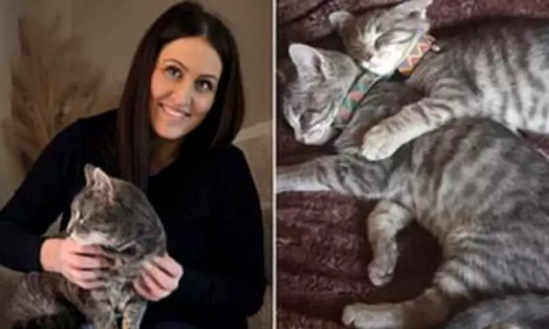 Missing Cat Reunited with Owner After Five-Year Ordeal in Derby