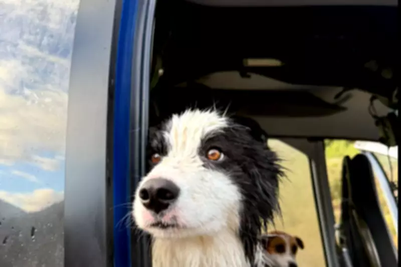 Molly the Border Collie Rescued After Week in New Zealand Wilderness Following Owner's Fall