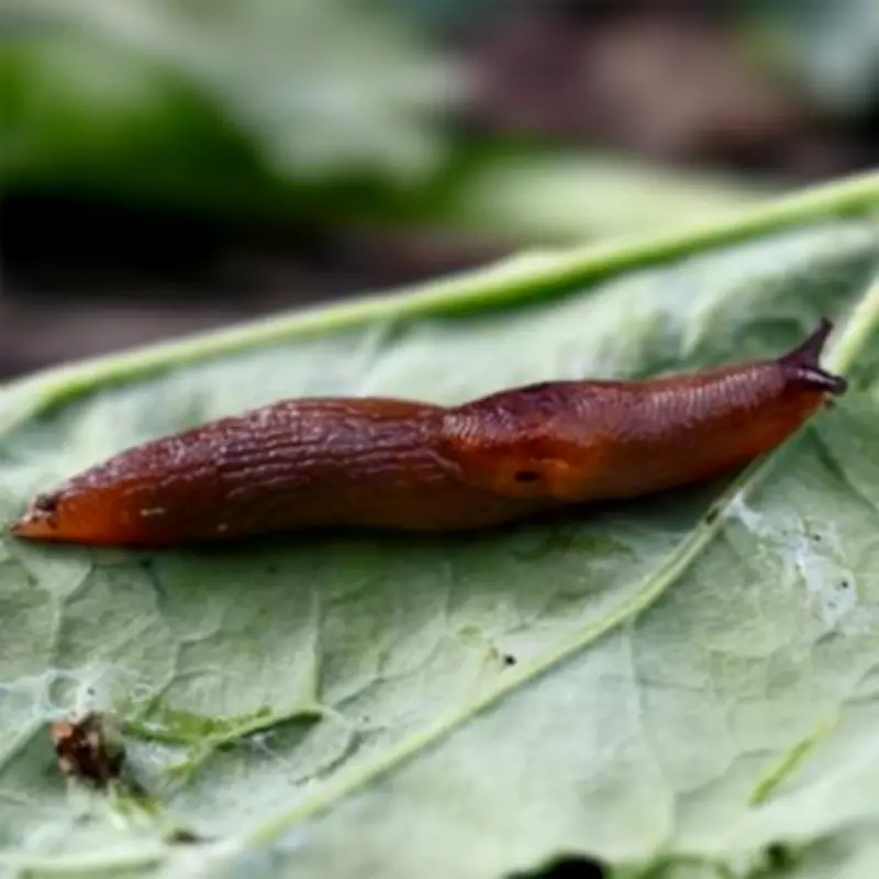 Monty Don's Natural Methods to Deter Slugs and Snails Without Chemicals