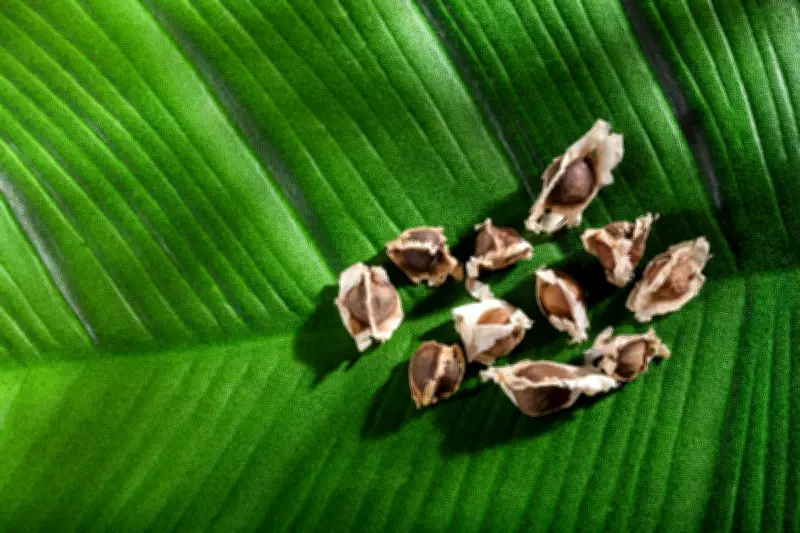 Moringa 'Miracle Tree' Seeds Filter Microplastics from Drinking Water