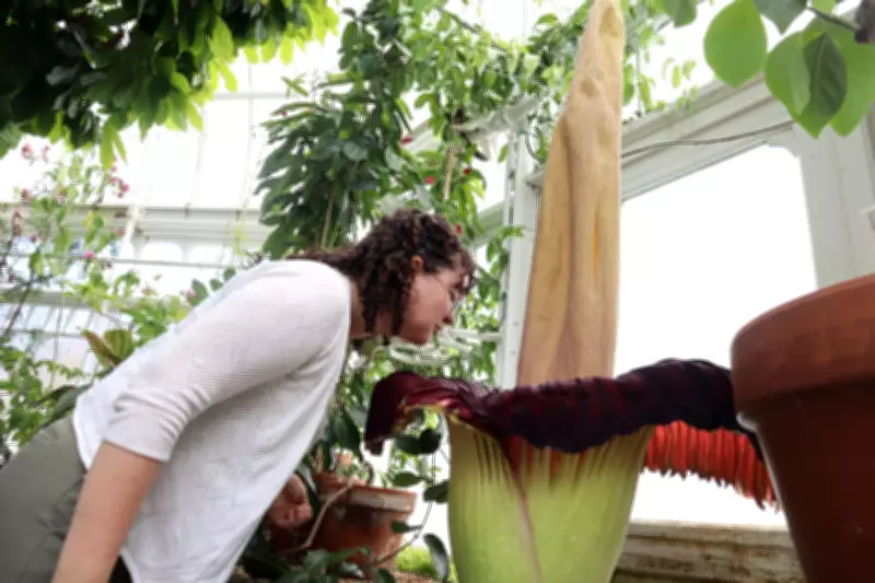 Mount Holyoke's Corpse Flower Blooms Again, Attracting Crowds with Foul Odor