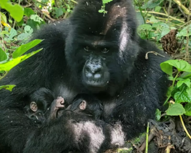 Mountain Gorilla Twins Spark Hope in DRC Amid Conservation Triumph