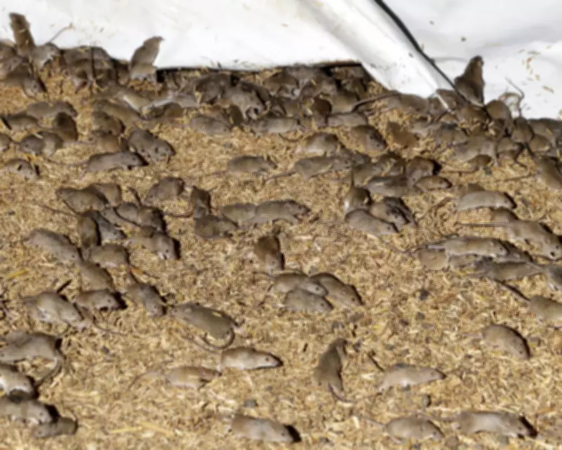 Mouse Plague Alarms WA Farmers as Burrows Surge to 4,000 Per Hectare