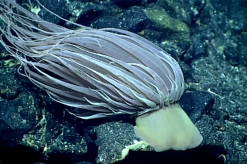 Mysterious 'Golden Orb' in Gulf of Alaska Identified as Deep-Sea Anemone
