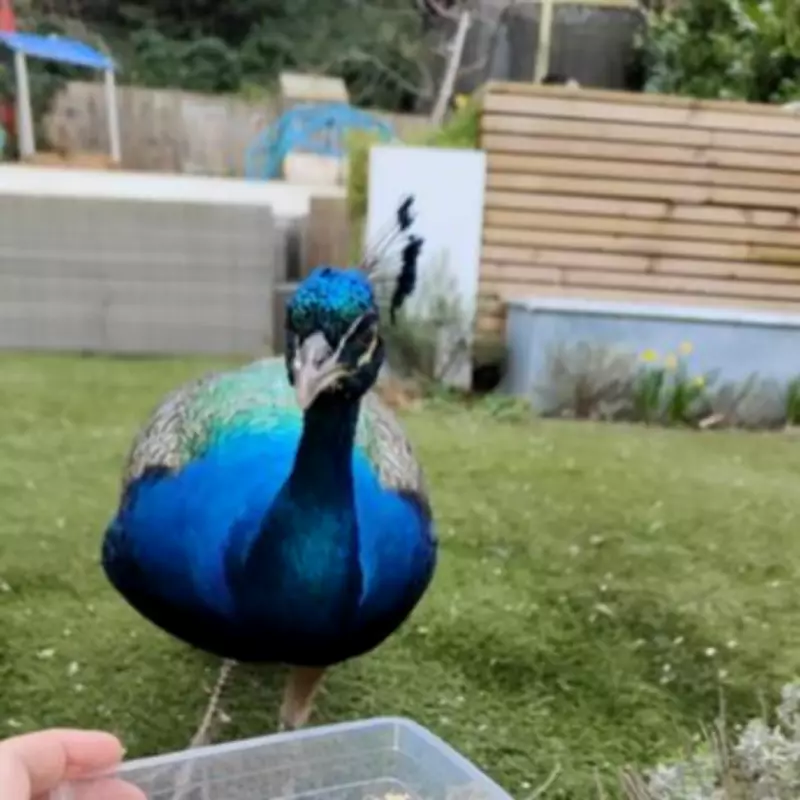 Mysterious Peacock Named Pete Takes Up Residence in Guildford Suburb