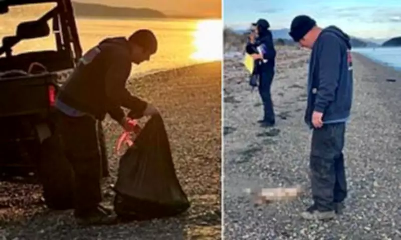 Mystery of Guemes Island 'Canine' Carcasses Solved: They Were Fox Bait