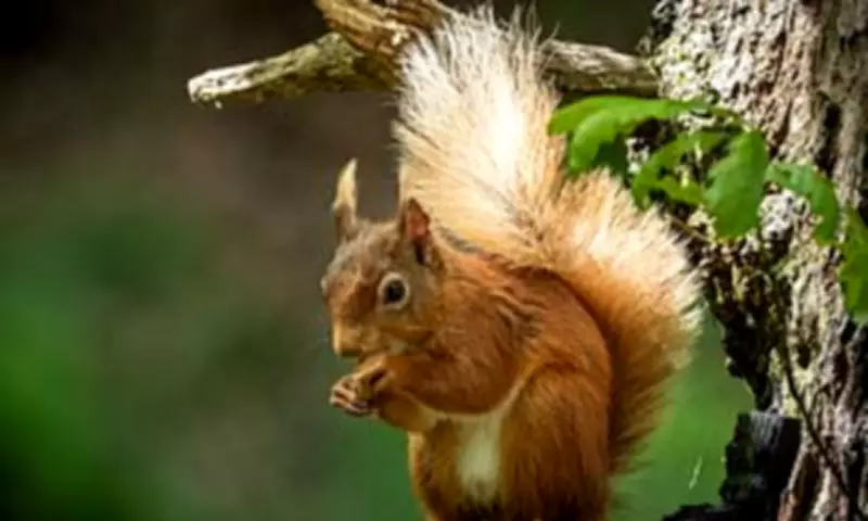 Nature Festival Mix-Up: Birdwatchers Mistaken for Nudists