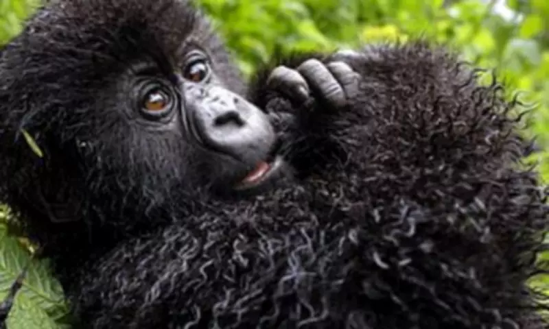 Netflix's April Lineup: Cult Documentaries, Crime Dramas & Gorilla Stories