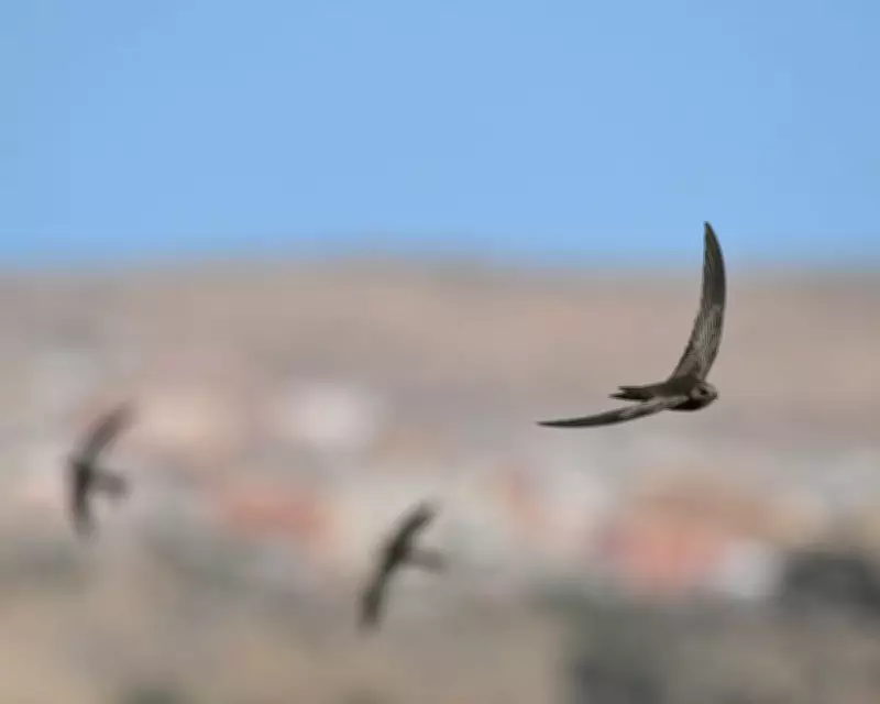 Network Rail Criticised for Blocking Swift and Sand Martin Nesting Sites