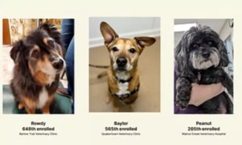New Anti-Ageing Pill for Dogs Could Extend Lifespan by a Year, FDA Approved