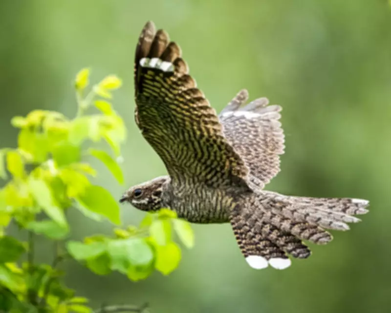 New Book Reveals Overlooked World of Female Birdsong