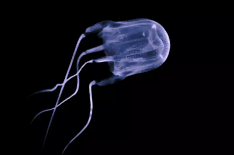 New Deadly Box Jellyfish Species Discovered in Western Australian Waters