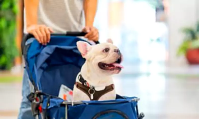 New EU Pet Travel Rules Start Tomorrow, UK Vets Issue Urgent Warning