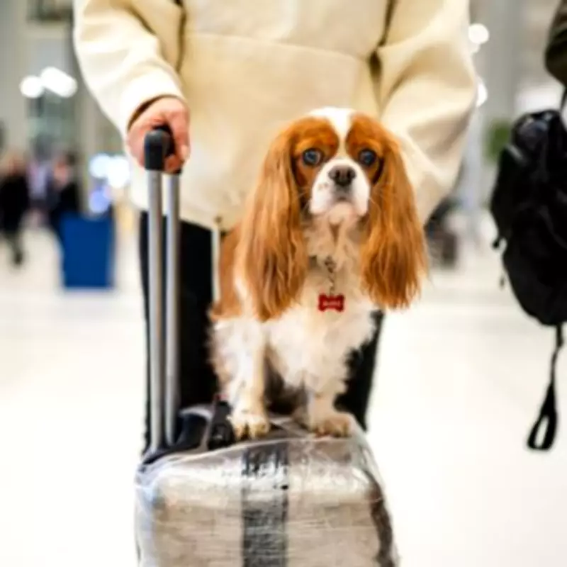 New EU Pet Travel Rules: UK Tourists Face Animal Health Certificate Requirement