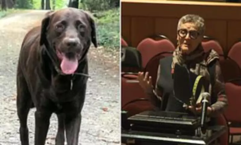 New Hampshire Dog Electrocuted in Puddle Tragedy Sparks Council Plea