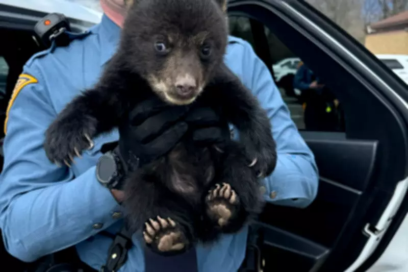 New Jersey State Troopers Rescue Bear Cub from Interstate Highway Ditch