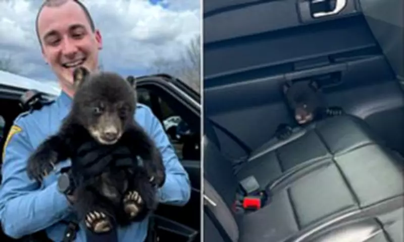 New Jersey Troopers Rescue Lone Bear Cub from Highway Ditch