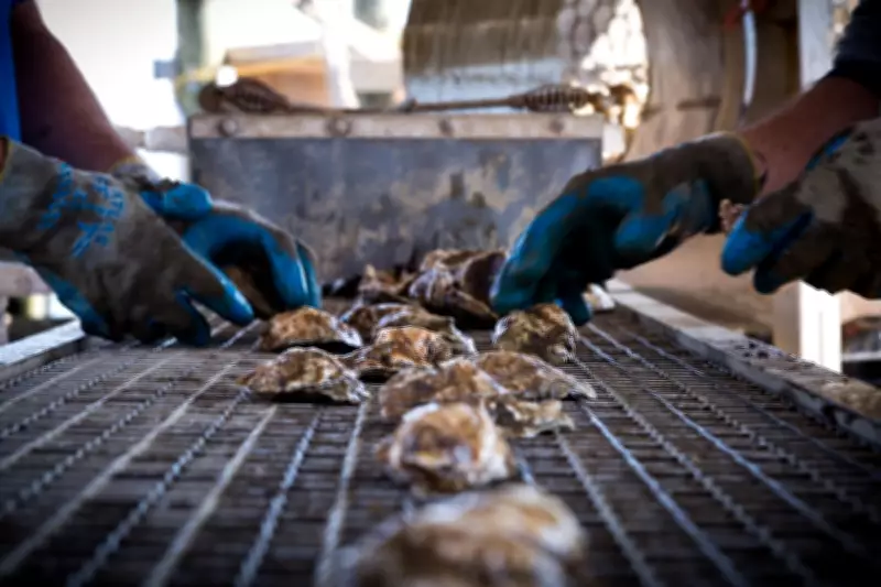 New York Oyster Industry Faces $2.4M Loss After Brutal Winter