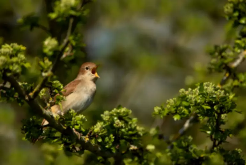 Nightingale Population Shows Slight Increase, RSPB Cautiously Welcomes