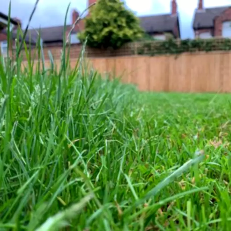 No Mow May: Gardeners Urged to Let Lawns Grow for Wildlife